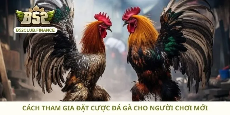 Cách tham gia đặt cược đá gà cho người chơi mới