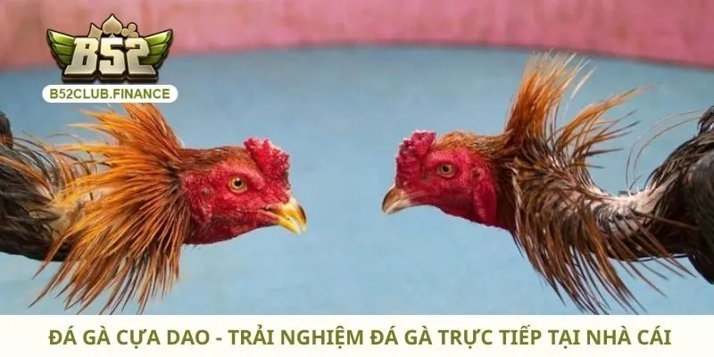 Đá Gà Cựa Dao - Trải Nghiệm Đá Gà Trực Tiếp Tại Nhà Cái