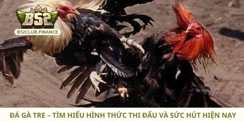 Đá Gà Tre – Tìm Hiểu Hình Thức Thi Đấu Và Sức Hút Hiện Nay