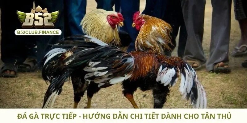 Đá Gà Trực Tiếp - Hướng Dẫn Chi Tiết Dành Cho Tân Thủ