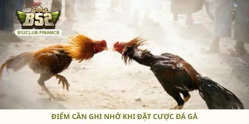Điểm cần ghi nhớ khi đặt cược đá gà