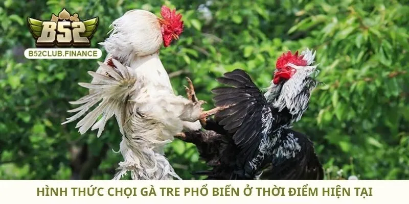 Hình thức chọi gà tre phổ biến ở thời điểm hiện tại