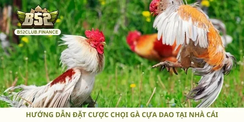 Hướng dẫn đặt cược chọi gà cựa dao tại nhà cái