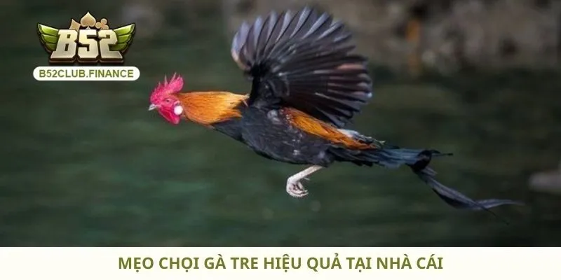 Mẹo chọi gà tre hiệu quả tại nhà cái