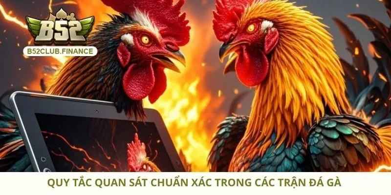 Quy tắc quan sát chuẩn xác trong các trận đá gà 
