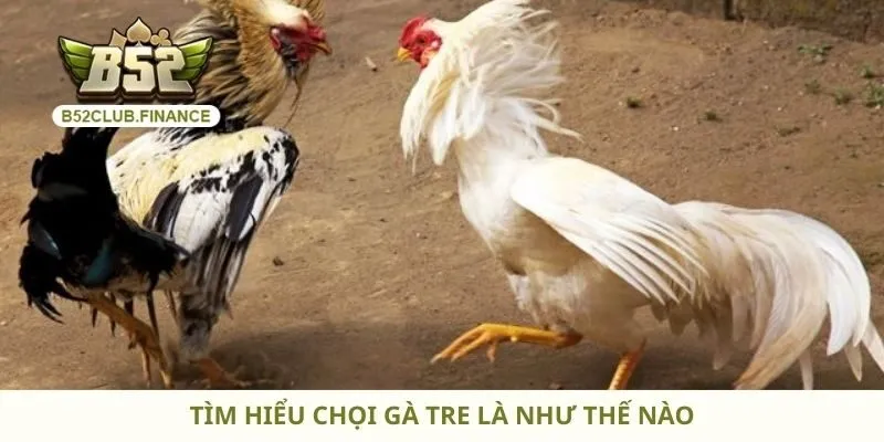 Tìm hiểu chọi gà tre là như thế nào