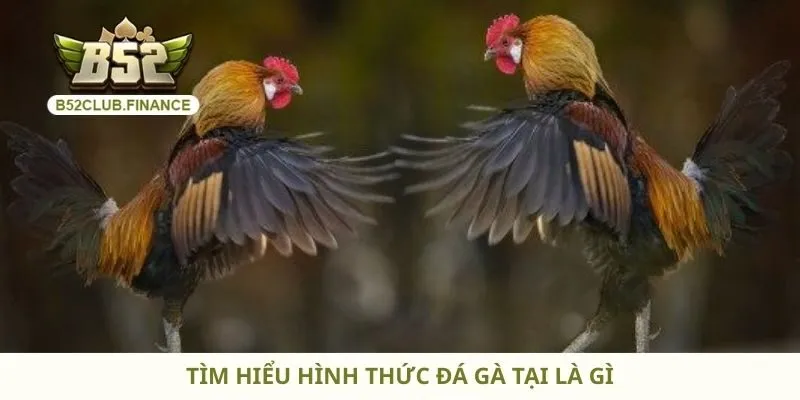 Tìm hiểu hình thức đá gà tại là gì