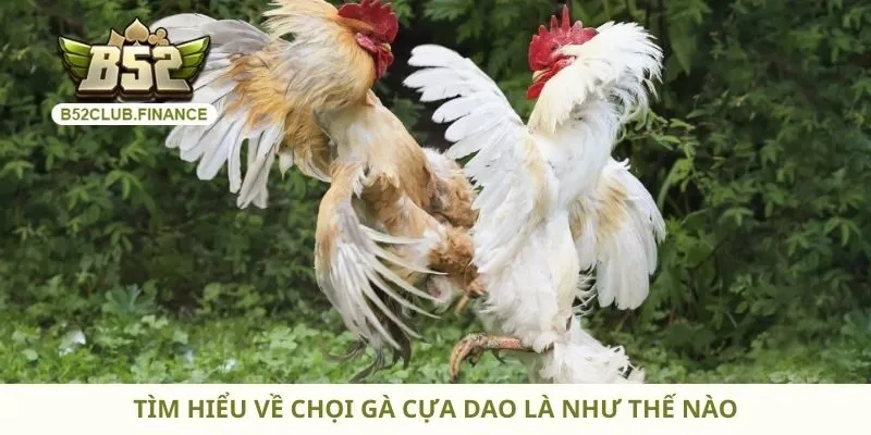 Tìm hiểu về chọi gà cựa dao là như thế nào
